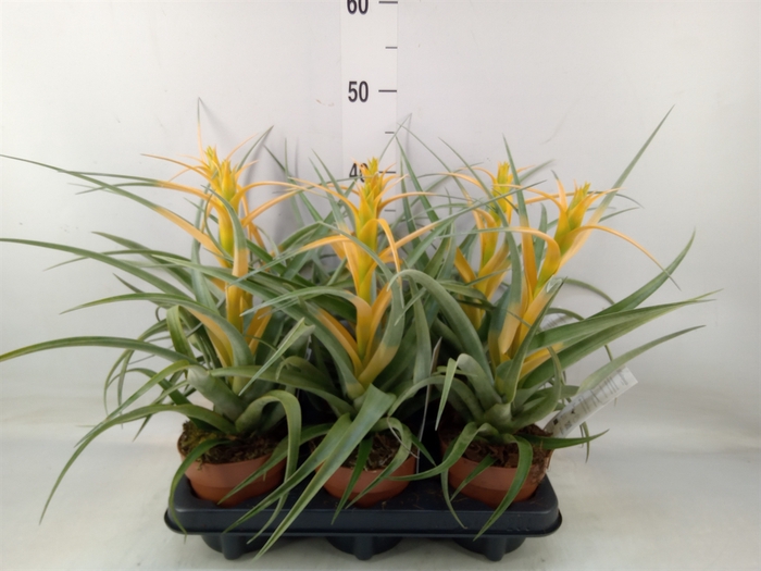 <h4>Tillandsia</h4>