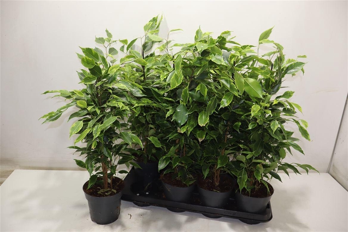 <h4>Fic Be Anastasia</h4>