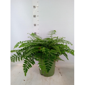 Asplenium  'Parvati'