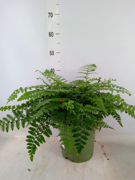 <h4>Asplenium  'Parvati'</h4>