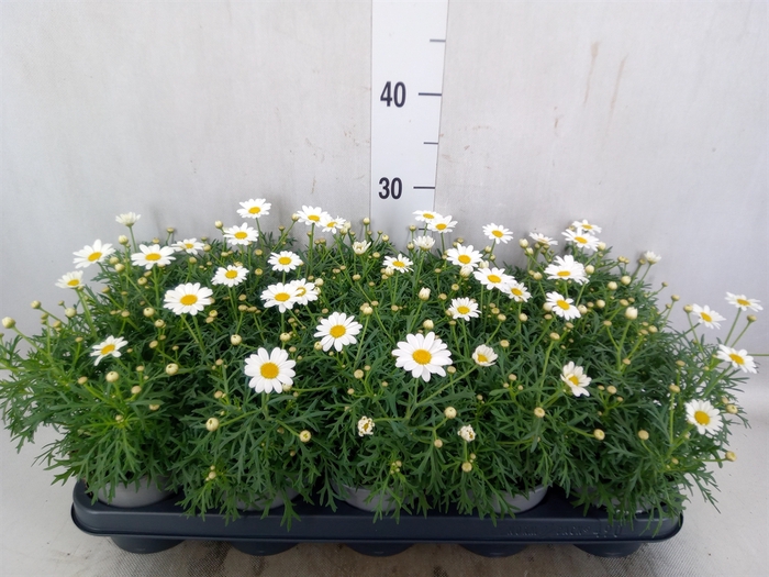 Argyranthemum  'La Rita Comp White'