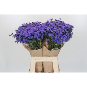 Ageratum houstonianum 'JJ Violet Blue'