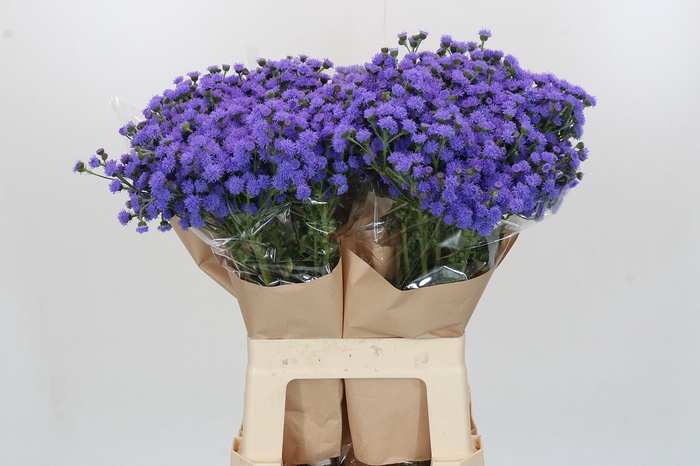 Ageratum houstonianum 'JJ Violet Blue'