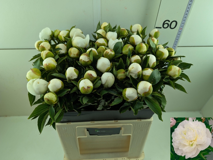 <h4>PAEO L DUCHES D NEMO</h4>