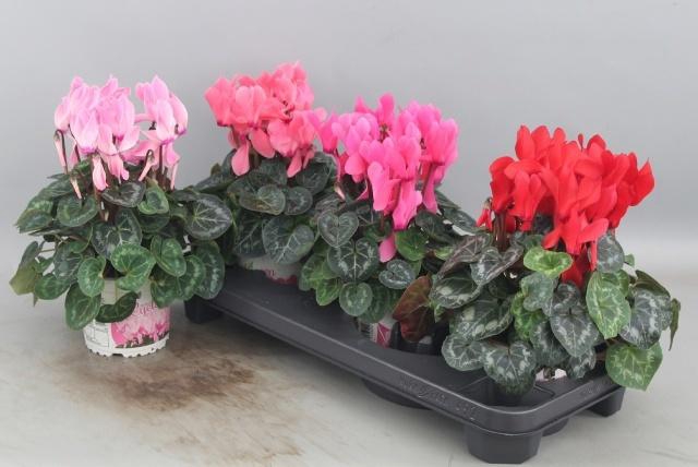 <h4>CYCL GR SUP XL</h4>