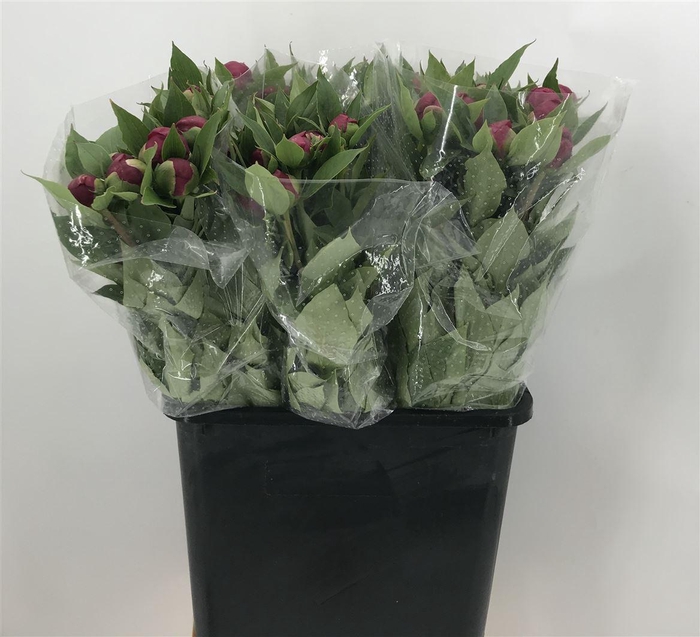 <h4>PAEO L WHITE CAP</h4>