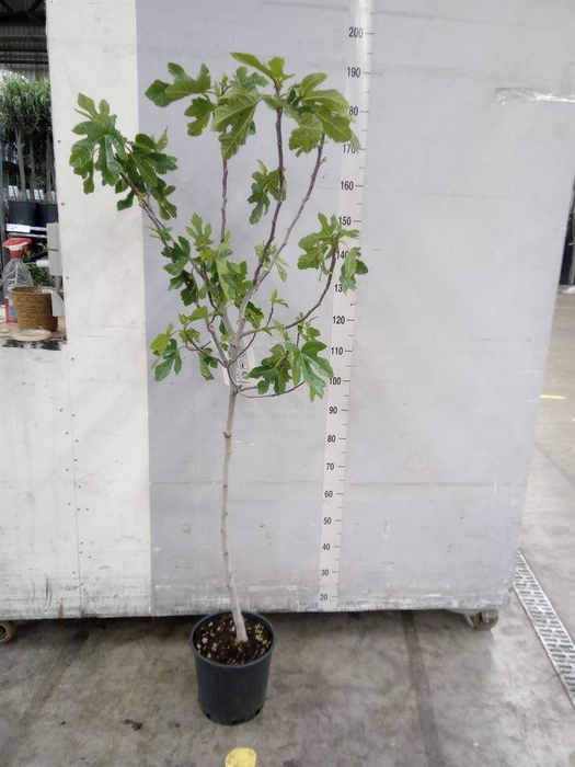<h4>Ficus carica</h4>