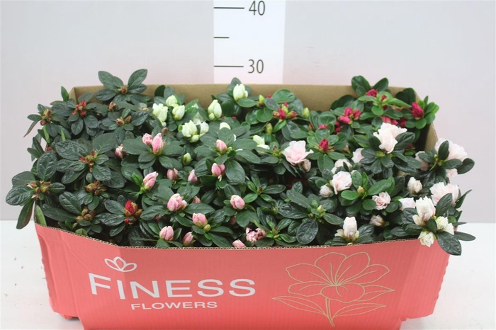 <h4>Rhododendron Si Gemengd</h4>