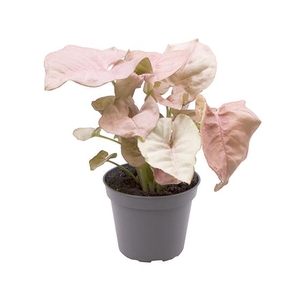 Syngonium Neon 6Ø 12cm