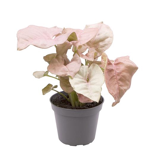 Syngonium Neon 6Ø 12cm