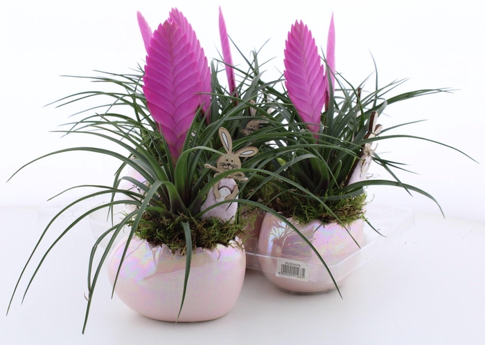 <h4>ARR KAMERPL</h4>