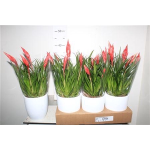 Vries Astrid Keramiek Wit