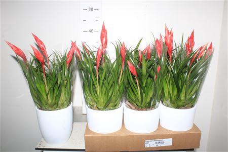 <h4>Vries Astrid Keramiek Wit</h4>