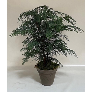 CHAMAECYPARIS LAWSONIANA P18