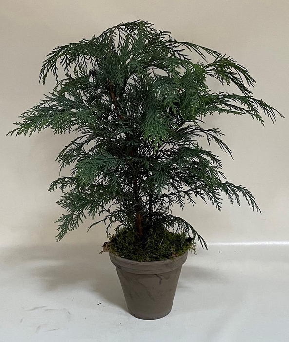 <h4>CHAMAECYPARIS LAWSONIANA P18</h4>