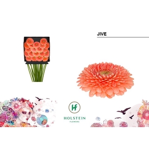 Germini Pomponi Jive Diamond per kaart