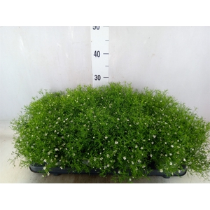 Gypsophila muralis 'Fleur White'