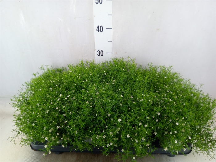<h4>Gypsophila muralis 'Fleur White'</h4>