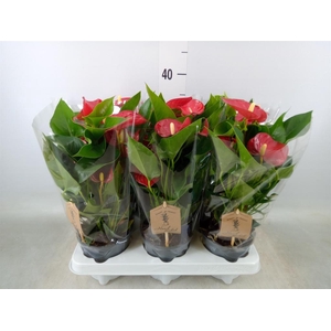 Anthurium andr. 'Micra'