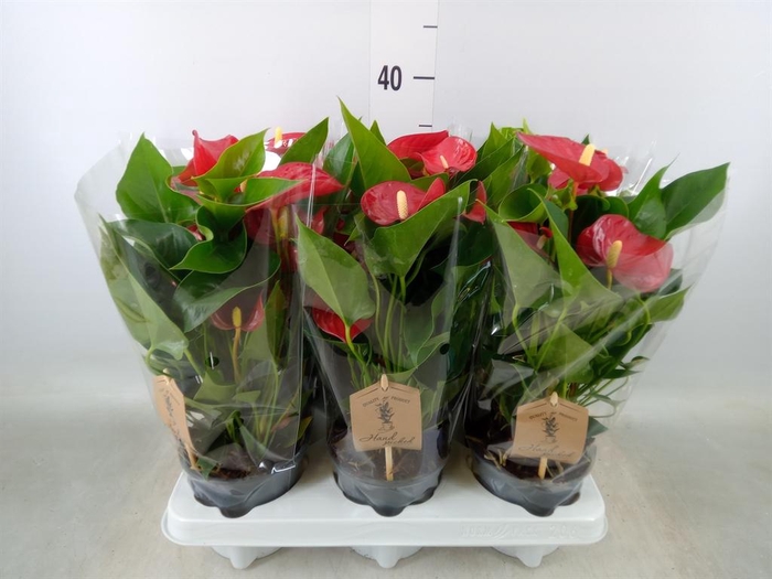 <h4>Anthurium andr. 'Micra'</h4>