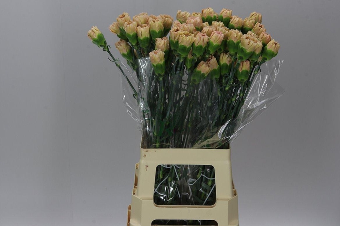 <h4>Di St Lege Marrone</h4>