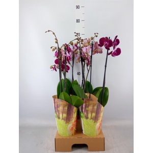 Phalaenopsis   ...red