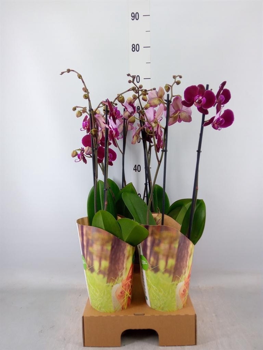 <h4>Phalaenopsis   ...red</h4>