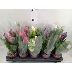Zantedeschia   ...mix
