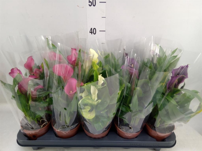 <h4>Zantedeschia   ...mix</h4>