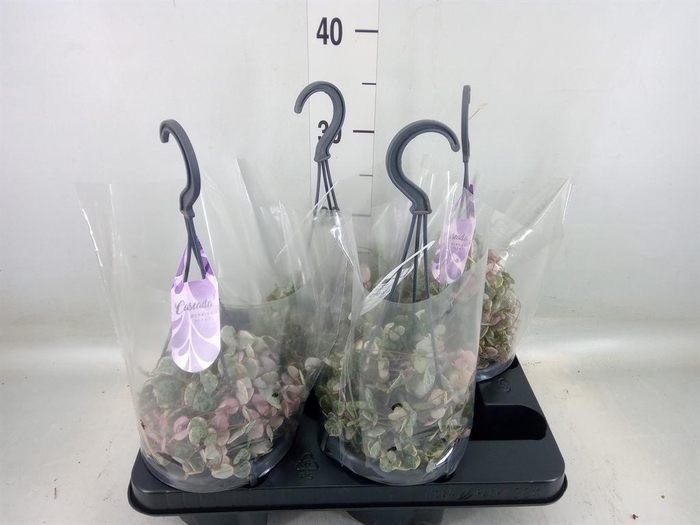 <h4>Ceropegia woodii 'Variegata'</h4>