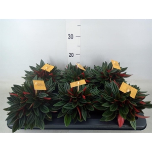 Peperomia caperata 'Rosso'