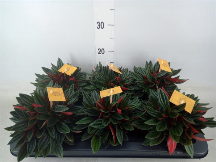 <h4>Peperomia caperata 'Rosso'</h4>