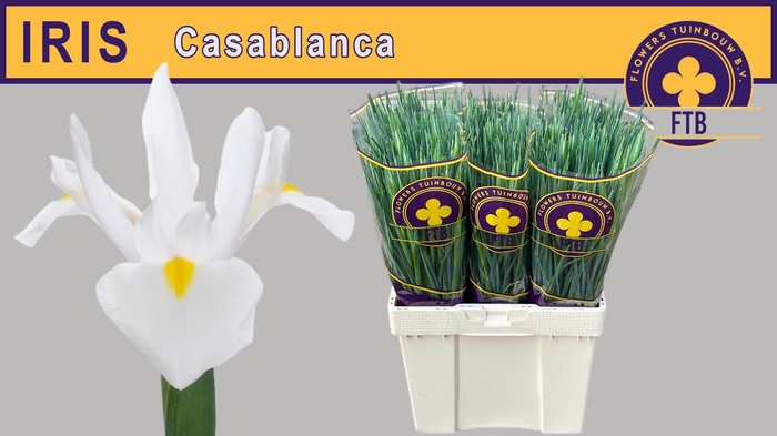 <h4>IRIS CASABLANCA</h4>