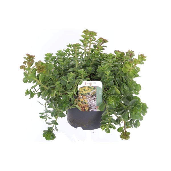 <h4>Sedum spurium Coccineum</h4>