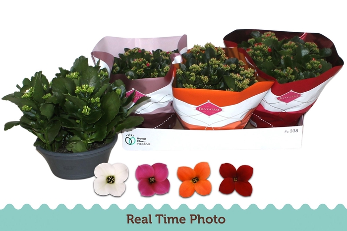 <h4>KAL EN GEM 4 KL</h4>