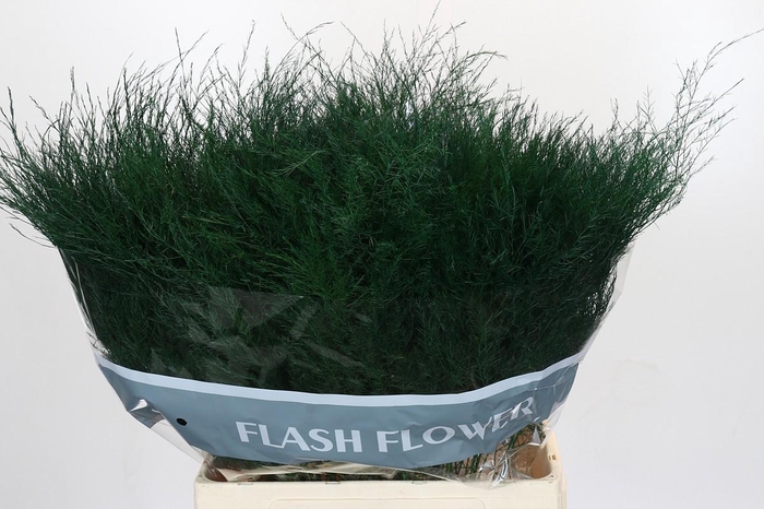 <h4>Asparagus Virgatus</h4>