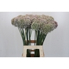 Allium Kenton