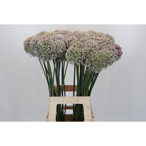 Allium Kenton