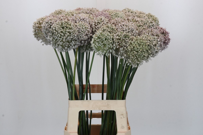 <h4>Allium Kenton</h4>