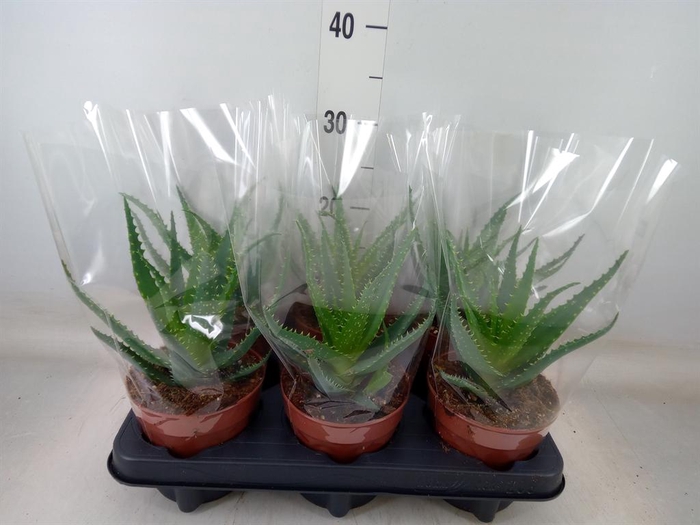 <h4>Aloe arborescens</h4>