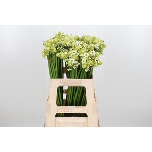 Ornithogalum Saundersiae