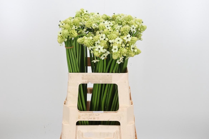 <h4>Ornithogalum Saundersiae</h4>