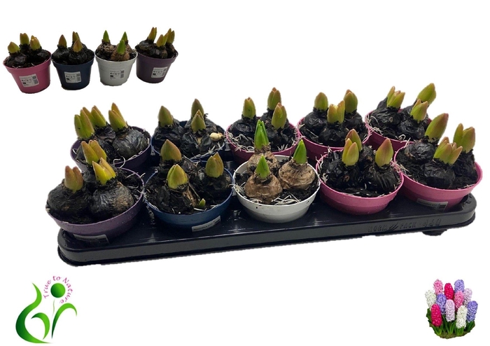 <h4>HYACIN GEM 4 KL</h4>