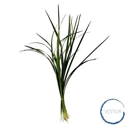<h4>Lilly Grass</h4>