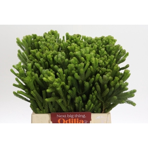 Kaaps Groen Albigreen