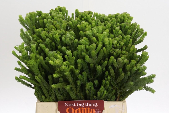<h4>Cape Green Albi Green</h4>