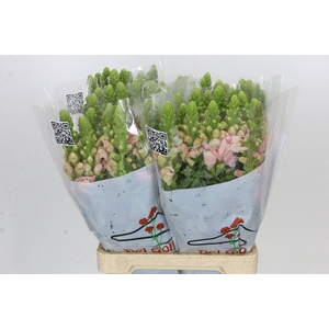 Antirrhinum Potomac Early Pink