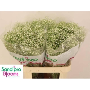 Gyps Pa Zi Discovery