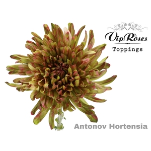 CHR G ANTONOV HORTENSIA