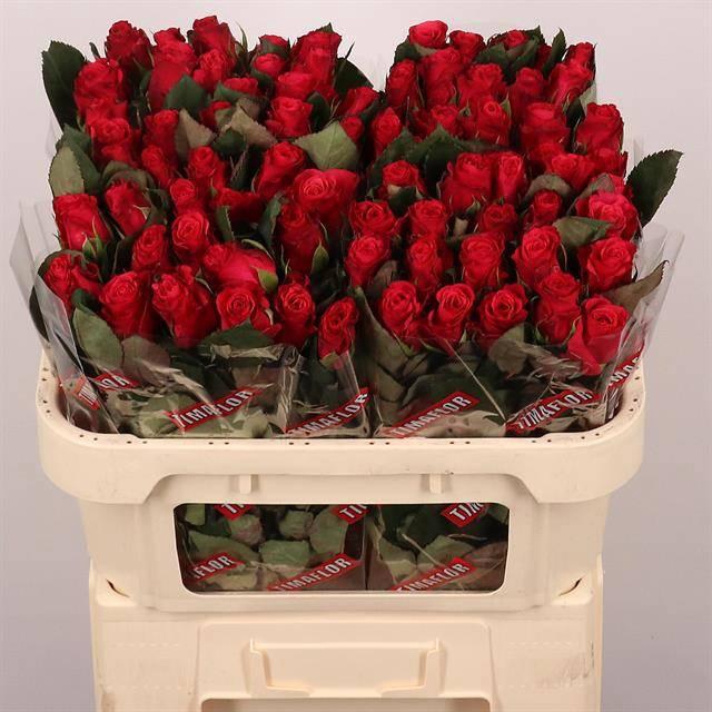 <h4>R GR TACAZZI+</h4>